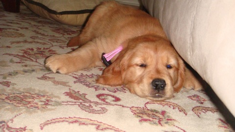 Golden Retriever Puppy