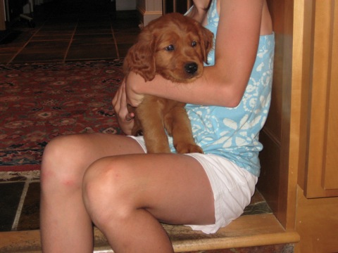 Golden Retriever Puppy